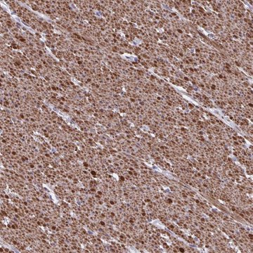 Anti-TMEM92 antibody produced in rabbit Prestige Antibodies&#174; Powered by Atlas Antibodies, affinity isolated antibody, buffered aqueous glycerol solution