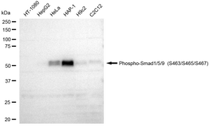 Anti-phospho-Smad1/5/9 (Ser463/Ser465/Ser467) Antibody, clone 23GB4155, Rabbit Monoclonal clone 23GB4155, recombinant rabbit monoclonal, expressed in HEK293 cells