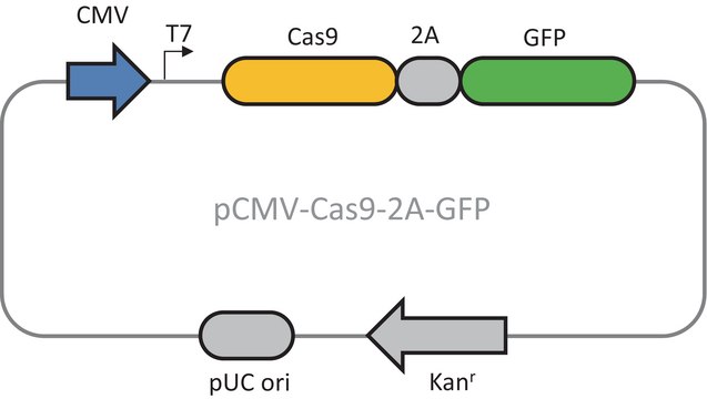 CMV-CAS9-2A-GFP 质粒