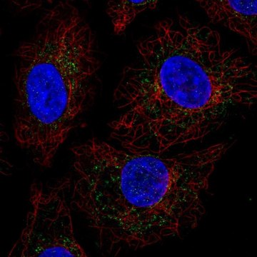 Anti-GADD45GIP1 antibody produced in rabbit Prestige Antibodies&#174; Powered by Atlas Antibodies, affinity isolated antibody