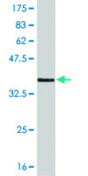 Monoclonal Anti-CNR1 antibody produced in mouse clone 2F9, purified immunoglobulin, buffered aqueous solution