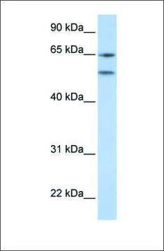 Anti-HTR2A antibody produced in rabbit affinity isolated antibody