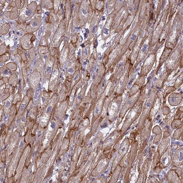 Anti-RRAD antibody produced in rabbit Prestige Antibodies&#174; Powered by Atlas Antibodies, affinity isolated antibody, buffered aqueous glycerol solution