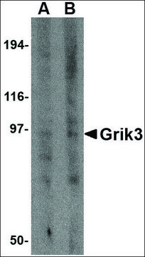 Anti-Grik3 antibody produced in rabbit affinity isolated antibody, buffered aqueous solution