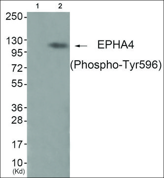 Anti-phospho-EPHA4 (pTyr596) antibody produced in rabbit affinity isolated antibody