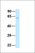 Anti-SLC7A7 antibody produced in rabbit affinity isolated antibody