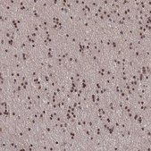 Anti-NELFA antibody produced in rabbit Prestige Antibodies® Powered by Atlas Antibodies, affinity isolated antibody, buffered aqueous glycerol solution