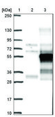 Anti-BHLHE40 antibody produced in rabbit Prestige Antibodies® Powered by Atlas Antibodies, affinity isolated antibody, buffered aqueous glycerol solution