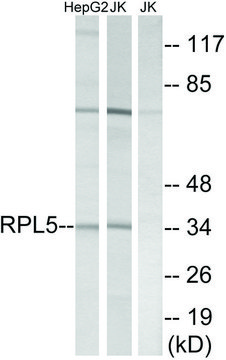 Anti-RPL5 antibody produced in rabbit affinity isolated antibody