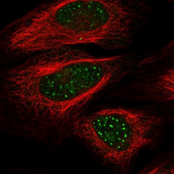 Anti-Wrn Antibody Produced In Rabbit Prestige Antibodies® Powered by Atlas Antibodies, affinity isolated antibody, buffered aqueous glycerol solution