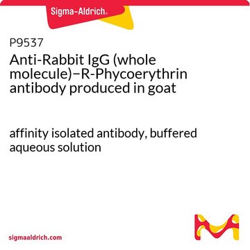 Anti-Rabbit IgG (whole molecule)&#8722;R-Phycoerythrin antibody produced in goat affinity isolated antibody, buffered aqueous solution