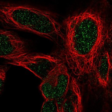 Anti-HOXD4 antibody produced in rabbit Prestige Antibodies&#174; Powered by Atlas Antibodies, affinity isolated antibody