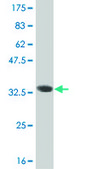 ANTI-HES2 antibody produced in mouse clone 3B3, purified immunoglobulin, buffered aqueous solution