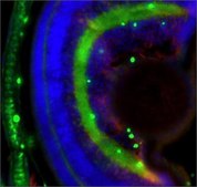 Anti-col2a1a antibody produced in rabbit affinity isolated antibody, buffered aqueous solution