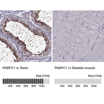 Anti-PABPC1 antibody produced in rabbit Prestige Antibodies&#174; Powered by Atlas Antibodies, affinity isolated antibody, buffered aqueous glycerol solution