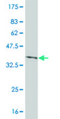Monoclonal Anti-IRAK2 antibody produced in mouse clone 1A6, purified immunoglobulin, buffered aqueous solution