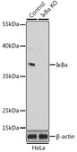 Anti- IκBα antibody produced in rabbit