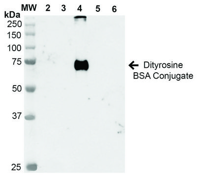 Monoclonal Anti-Dityrosine-Atto 594 antibody produced in mouse clone 7D4