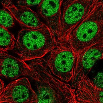 Anti-XPOT antibody produced in rabbit Prestige Antibodies&#174; Powered by Atlas Antibodies, affinity isolated antibody