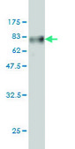 Monoclonal Anti-TSC22D4 antibody produced in mouse clone 3C5, purified immunoglobulin, buffered aqueous solution