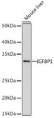 Anti-IGFBP1 Antibody, clone 2A0B5, Rabbit Monoclonal
