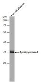 Anti-APOE antibody produced in rabbit