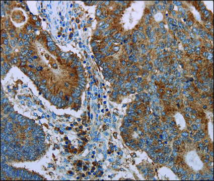 Anti-CYP7A1 antibody produced in rabbit affinity isolated antibody