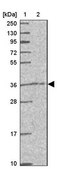 Anti-CAMLG antibody produced in rabbit Prestige Antibodies® Powered by Atlas Antibodies, affinity isolated antibody, buffered aqueous glycerol solution