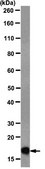 Anti-trimethyl Histone H3 (Lys27) Antibody, clone 18E9.1 clone 18E9.1, from mouse