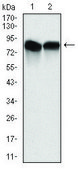 Monoclonal Anti-NEDD8 antibody produced in mouse clone 5B8, purified immunoglobulin, buffered aqueous solution