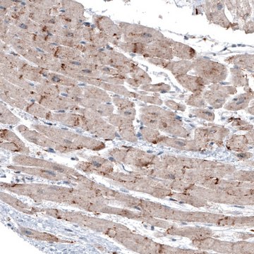 Monoclonal Anti-LAPTM4B antibody produced in mouse Prestige Antibodies&#174; Powered by Atlas Antibodies, clone CL5289, purified immunoglobulin, buffered aqueous glycerol solution