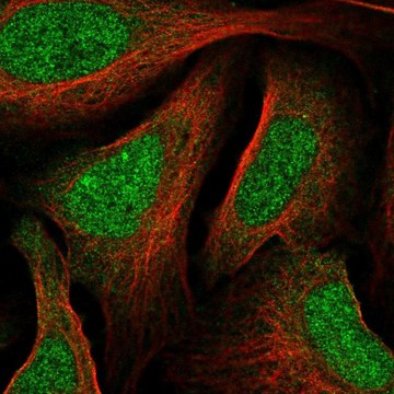 Anti-MNT antibody produced in rabbit Prestige Antibodies&#174; Powered by Atlas Antibodies, affinity isolated antibody