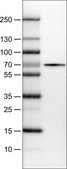 Monoclonal Anti-SLC27A5 antibody produced in mouse Prestige Antibodies® Powered by Atlas Antibodies, clone CL0213, purified immunoglobulin, buffered aqueous glycerol solution