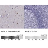 Anti-PCSK1N antibody produced in rabbit Prestige Antibodies® Powered by Atlas Antibodies, affinity isolated antibody, buffered aqueous glycerol solution