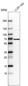 Anti-CKAP4 antibody produced in rabbit Prestige Antibodies® Powered by Atlas Antibodies, affinity isolated antibody
