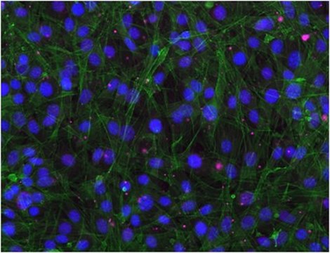 Sheep Anti-Rabbit IgG Antibody, Cy5 conjugate from sheep, CY5 conjugate