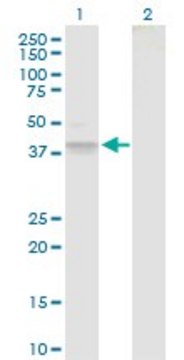 Anti-B3GAT3 antibody produced in rabbit purified immunoglobulin, buffered aqueous solution