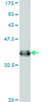 Monoclonal Anti-IFNAR1 antibody produced in mouse clone 1H2, purified immunoglobulin, buffered aqueous solution