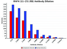 Anti-RNF4 (11-25) antibody produced in rabbit IgG fraction of antiserum, buffered aqueous solution
