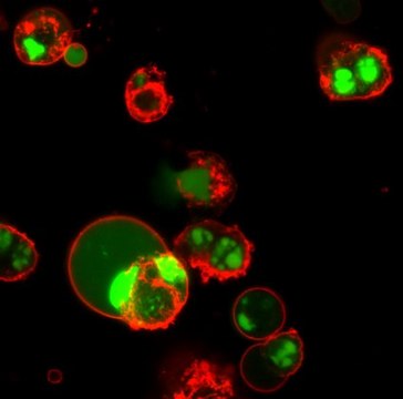 BioTracker NucView&#174; 488 Green Caspase-3 Dye (DMSO) Live cell imaging apoptosis dye for caspase-3/7 enzyme activity used to detect programmed cell death using fluorescence microscopy or flow cytometry applications.