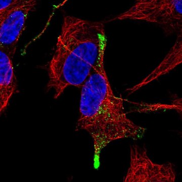 Anti-TGFB3 antibody produced in rabbit Prestige Antibodies&#174; Powered by Atlas Antibodies, affinity isolated antibody