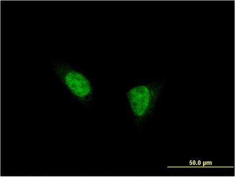 Monoclonal Anti-SDCCAG33 antibody produced in mouse clone 2F1, purified immunoglobulin, buffered aqueous solution