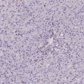 Anti-SH2D3C antibody produced in rabbit Prestige Antibodies® Powered by Atlas Antibodies, affinity isolated antibody, buffered aqueous glycerol solution