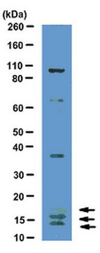 Anti-VEGF Antibody, clone CH-10 clone CH-10, from mouse, purified by affinity chromatography