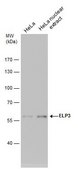 Monoclonal Anti-ELP3 antibody produced in mouse clone GT11811, affinity isolated antibody