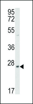 ANTI-PRL3 antibody produced in rabbit IgG fraction of antiserum, buffered aqueous solution