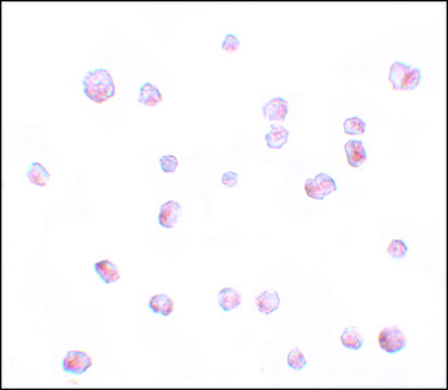 Anti-SCRN2 antibody produced in rabbit affinity isolated antibody, buffered aqueous solution