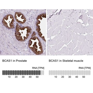 Anti-BCAS1 antibody produced in rabbit Prestige Antibodies&#174; Powered by Atlas Antibodies, affinity isolated antibody, buffered aqueous glycerol solution