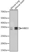 Anti-MBD3 antibody produced in rabbit