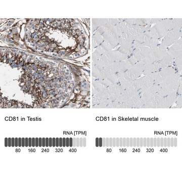 Anti-CD81 antibody produced in rabbit Prestige Antibodies&#174; Powered by Atlas Antibodies, affinity isolated antibody, buffered aqueous glycerol solution